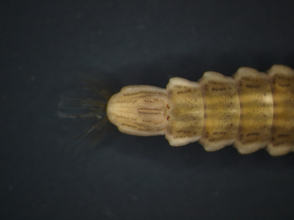 Oplodontha viridula